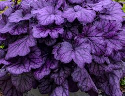 Primo Wild Rose Heuchera, Heuchera, Coral Bells
Proven Winners
Sycamore, IL