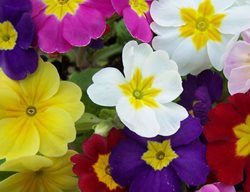 Primrose, Primula, Colorful
Walters Gardens
