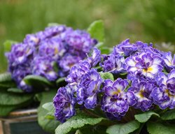 Primula Bouquet Blue Ripples Primrose, Double Primrose, Primula Vulgaris
Proven Winners
Sycamore, IL