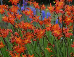 Prince Of Orange Crocosmia, Red-Orange Flowers, Summer Flower
Walters Gardens
