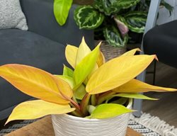 Prince Of Orange Philodendron, Philodendron Hybrid
Proven Winners
Sycamore, IL