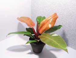 Prince Of Orange Philodendron
Shutterstock.com
New York, NY