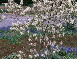 Princess Diana Amelanchier, Amelanchier X Grandiflora
Millette Photomedia
