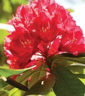 Princess Elizabeth
Garden Design
Calimesa, CA