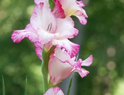 Priscilla Gladiolus, White And Pink Gladiolus
Shutterstock.com
New York, NY