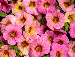 Prism Pink Lemonade Calibrachoa, Calibrachoa Hybrid, Pink And Yellow Calibrachoa
Proven Winners
Sycamore, IL
