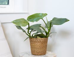 Prismacolor Silver Sword Philodendron, Philodendron Hastatum
Proven Winners
Sycamore, IL