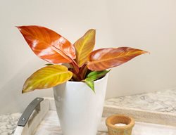 Prismacolor Sun Red Philodendron, Philodendron Hybrid
Proven Winners
Sycamore, IL