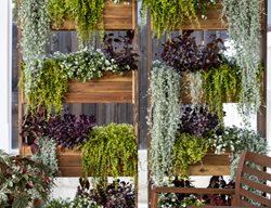 Privacy Planter, Vertical Planting
Proven Winners
Sycamore, IL