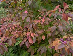 Profusion Beautyberry, Callicarpa Bodinieri
Shutterstock.com
New York, NY