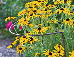 Prop Up Tall Plants 
Garden Design
Calimesa, CA