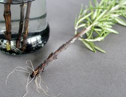 Propagate Plants Indoors
Garden Design
Calimesa, CA