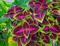 Propagate Your Favorite Annuals
Garden Design
Calimesa, CA