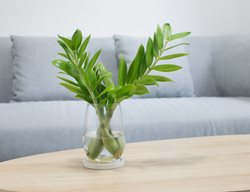 Propagating Zz Plant, Growing Zz Plant In Water
Shutterstock.com
New York, NY