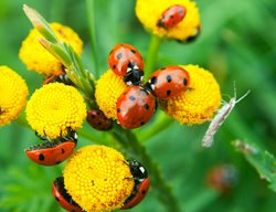 Protect Beneficial Insects
Garden Design
Calimesa, CA