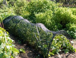 Protect Crops That Are Sill Producing
Garden Design
Calimesa, CA