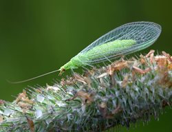 Protect & Preserve Beneficial Insects
Garden Design
Calimesa, CA