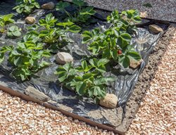 Protect Strawberries Or Plant More
Garden Design
Calimesa, CA