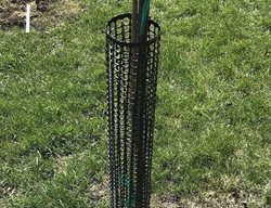 Protect Young Trees & Shrubs 
Garden Design
Calimesa, CA