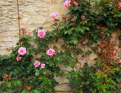 Protecting Roses
Garden Design
Calimesa, CA