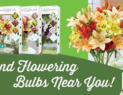 Proven Winners Bulbs Billboard
Proven Winners
Sycamore, IL