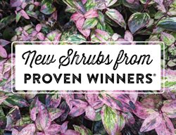 Proven Winners
Garden Design
Calimesa, CA