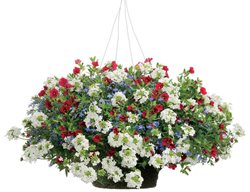 Proven Winners, Patriotic Garden
Garden Design
Calimesa, CA