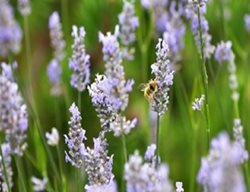 Provence Lavender, Lavandula Intermedia
The Grower's Exchange
Charles City, VA