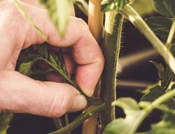 Prune And Pinch Your Tomato Plants
Garden Design
Calimesa, CA