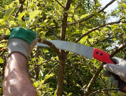 Prune Broken Branches & Dead Growth
Garden Design
Calimesa, CA