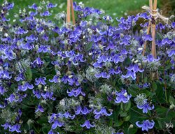 Prune Clematis & Some Other Vines
Garden Design
Calimesa, CA