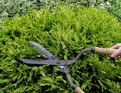 Prune Evergreens
Garden Design
Calimesa, CA