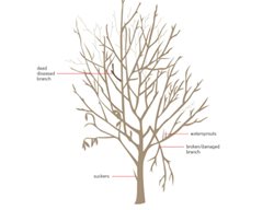 Prune Fruit Trees & Plant More Bare-Root Fruit Trees
Garden Design
Calimesa, CA