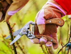 Prune Roses
Garden Design
Calimesa, CA