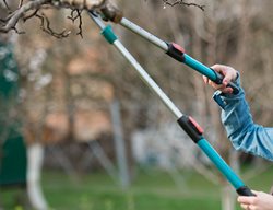 Prune Trees Before Winter Storms
Garden Design
Calimesa, CA