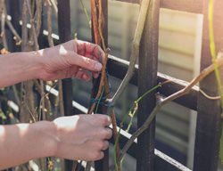 Prune Vines & Winter-Blooming Shrubs
Garden Design
Calimesa, CA