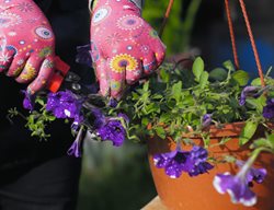 Prunig Petunias, Cutting Back Petunias
Shutterstock.com
New York, NY