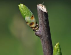 Pruning, Cut, Bud, Shrub
Alamy Stock Photo
Brooklyn, NY