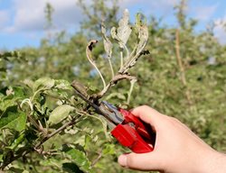 Pruning Damaged Apple Leaves, Powdery Mildew On Apple Tree
Shutterstock.com
New York, NY