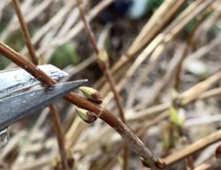 Pruning Hydrangea
Garden Design
Calimesa, CA