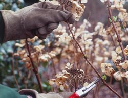 Pruning Hydrangeas, Mophead Hydrangea
Alamy Stock Photo
Brooklyn, NY