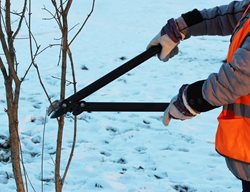 Pruning In Winter, Trimming Trees, Pruning
Shutterstock.com
New York, NY