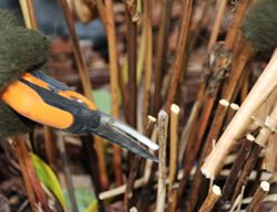 Pruning Peonies, Cut Back Peonies
Shutterstock.com
New York, NY