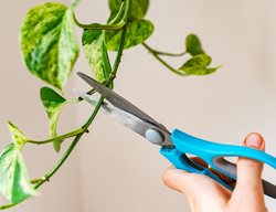 Pruning Pothos Plant
Shutterstock.com
New York, NY