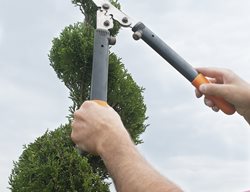 Pruning, Trimming, Arborvitae
Shutterstock.com
New York, NY
