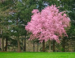 Prunus Cerasifera Thundercloud, Flowering Plum Tree
Alamy Stock Photo
Brooklyn, NY