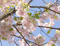 Prunus, Ichiyo, Ornamental Cherry Tree
Shutterstock.com
New York, NY