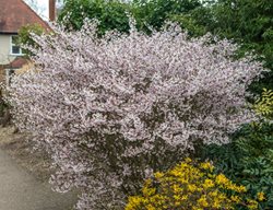 Prunus Incisa, Fuji Cherry, Kojo-No-Mai
Alamy Stock Photo
Brooklyn, NY