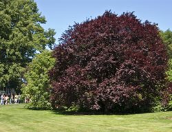 Prunus Newport, Cherry Plum
Alamy Stock Photo
Brooklyn, NY