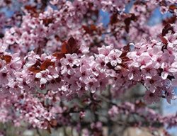 Prunus, Pissard
Shutterstock.com
New York, NY
